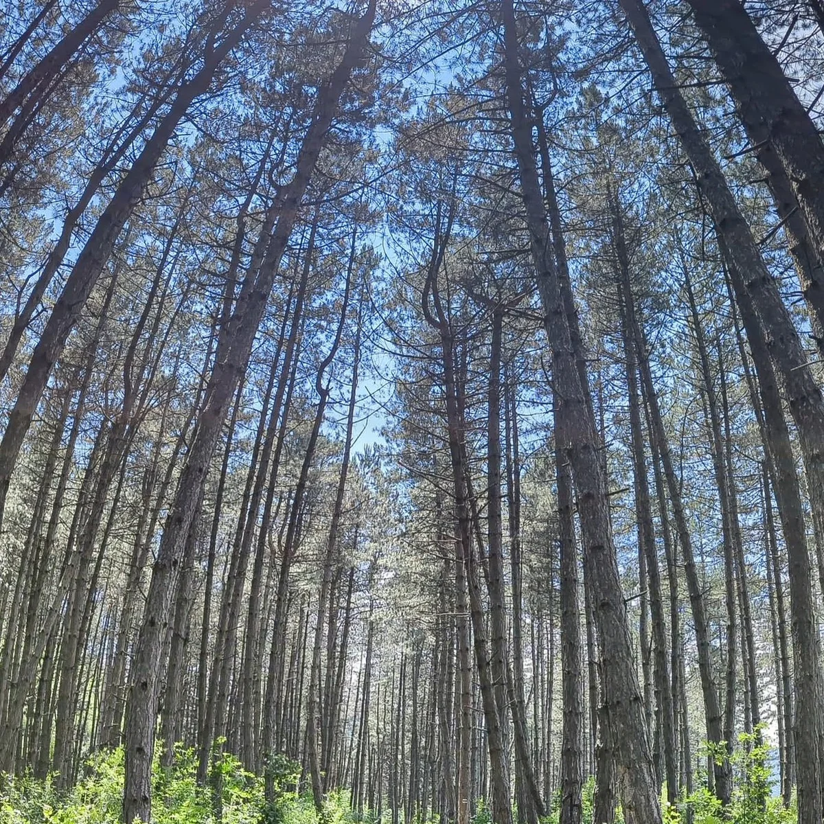 Kids Hike: Drunken Forest and the “EYE” Mirror Cube