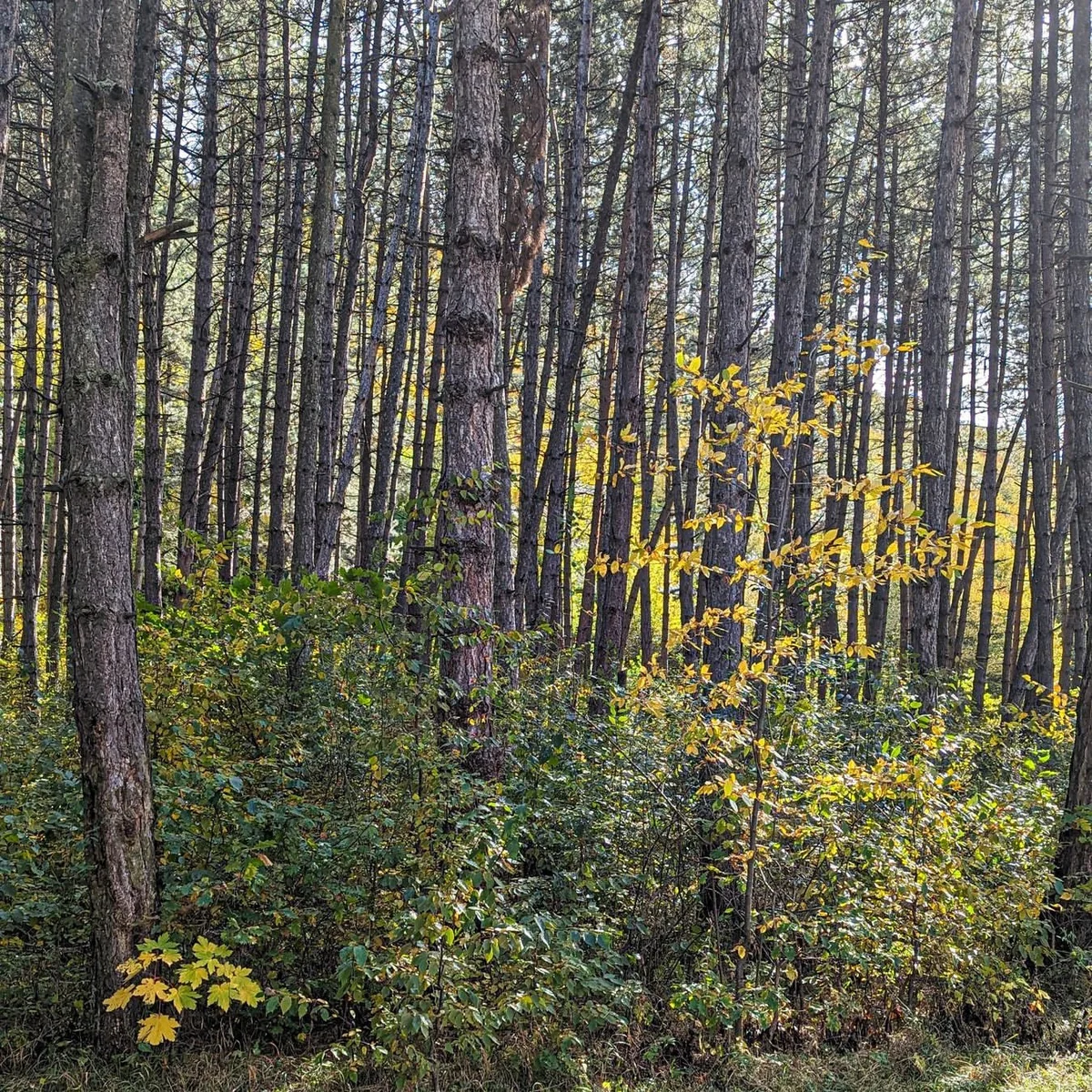Kids Hike: Drunken Forest and the “EYE” Mirror Cube