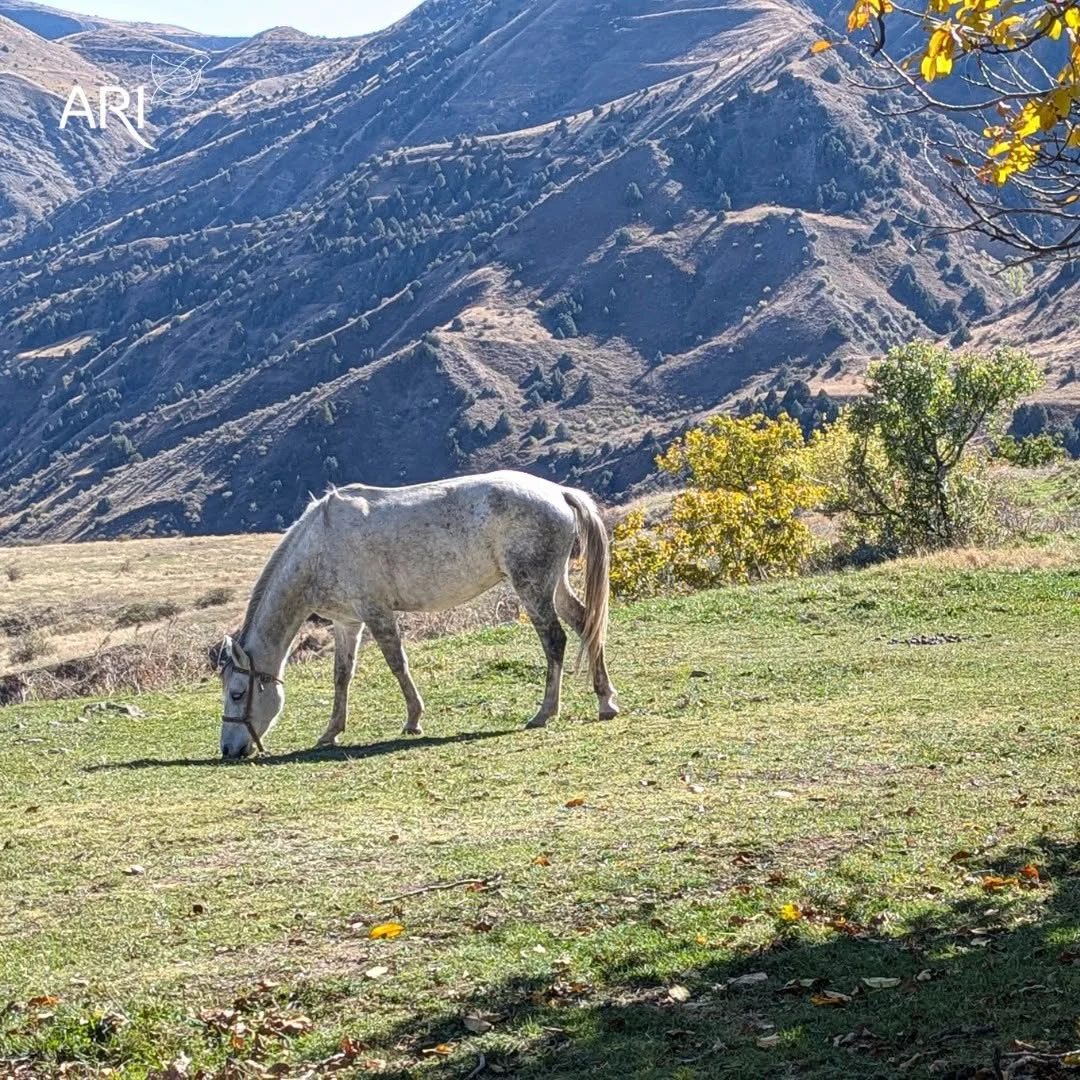 Kids Hike in Khosrov Reserve