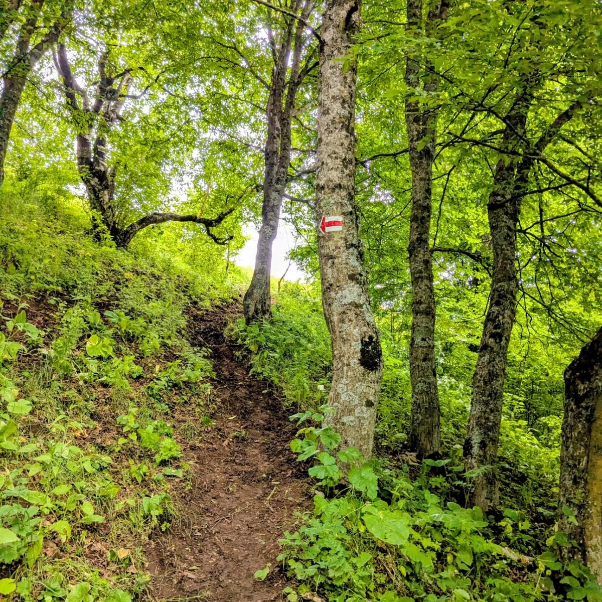 Քայլարշավ Հաղարծնից Դիլիջան
