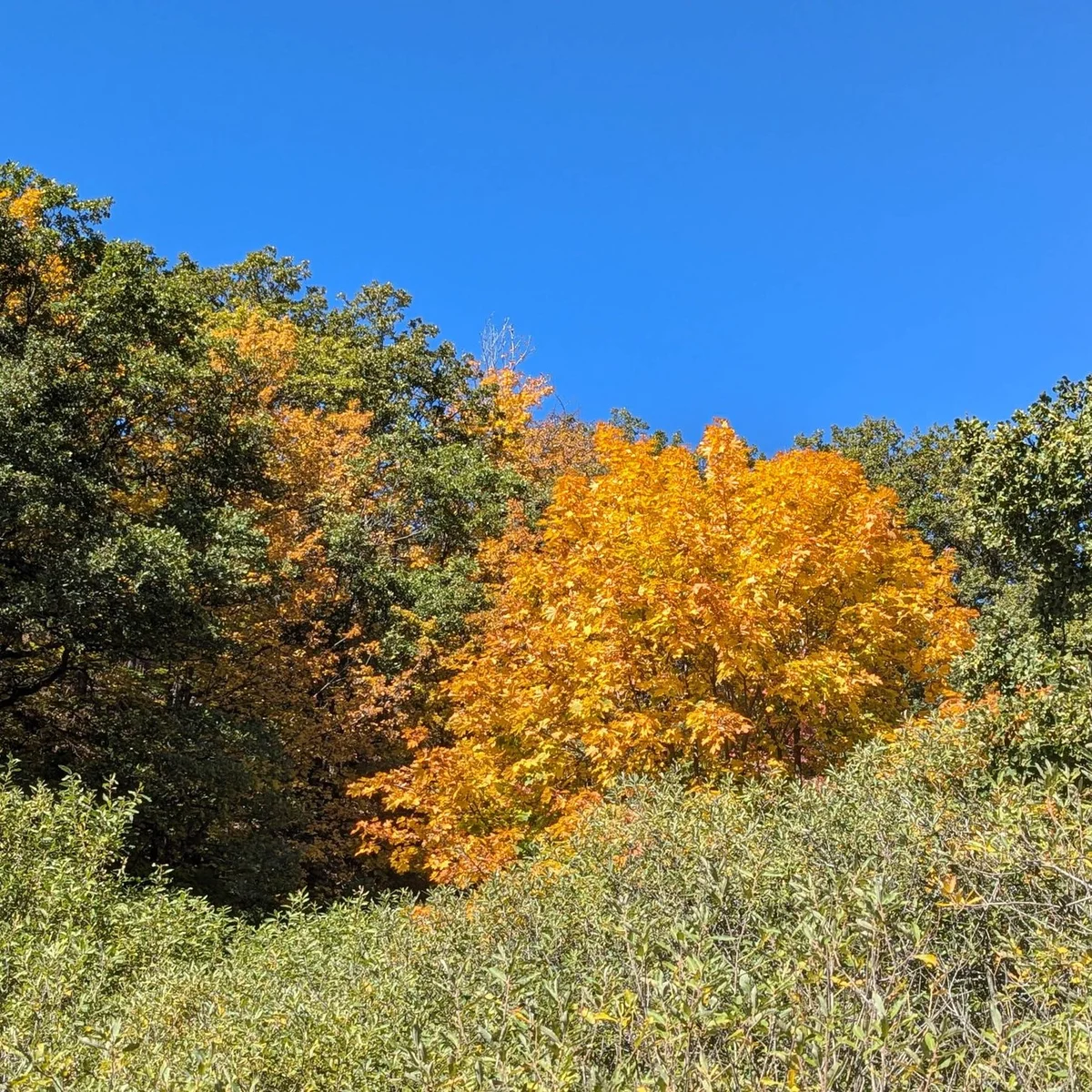 Kids Hike to Arzakan-Meghradzor Reserve