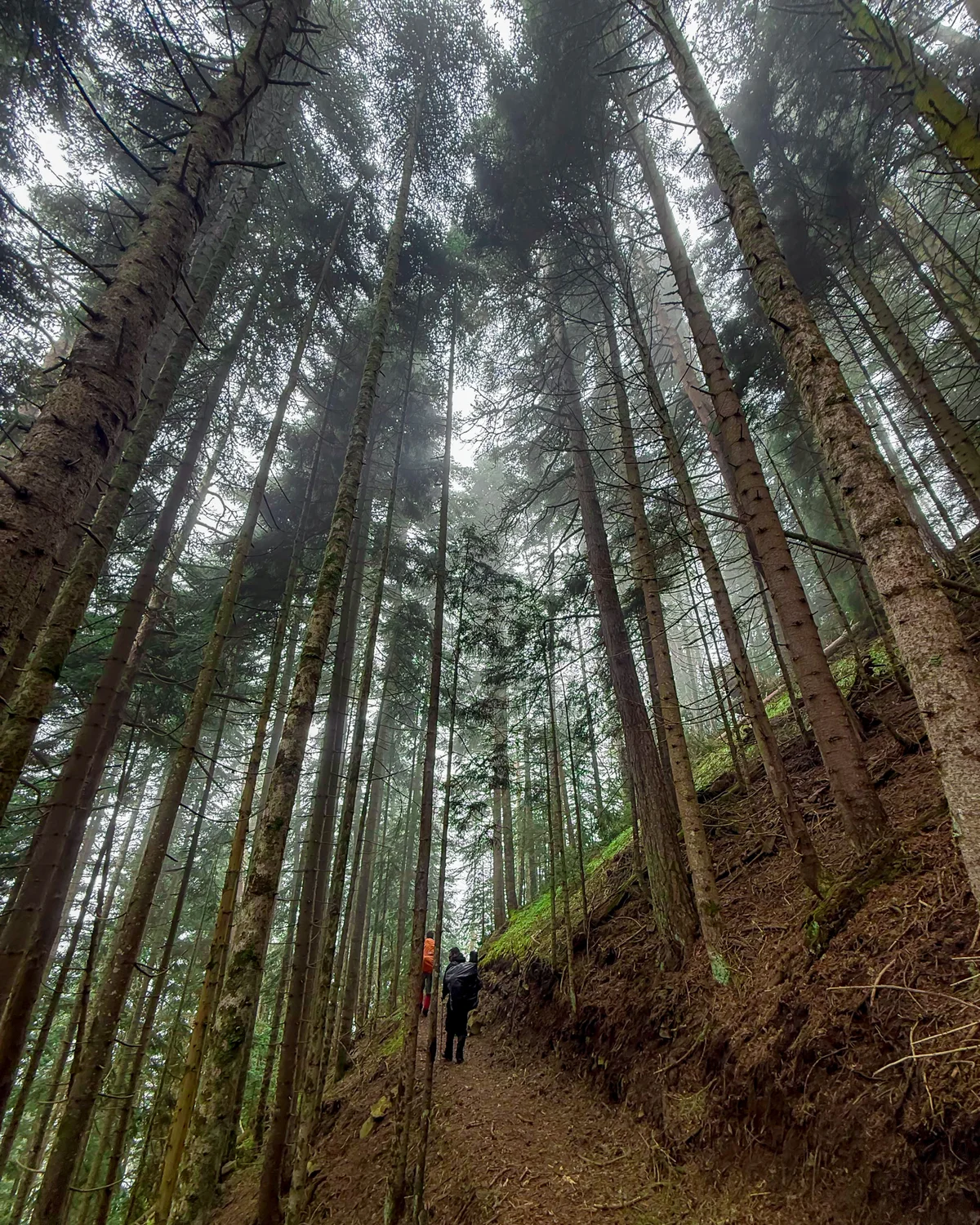 Borjomi-Kharagauli National Park