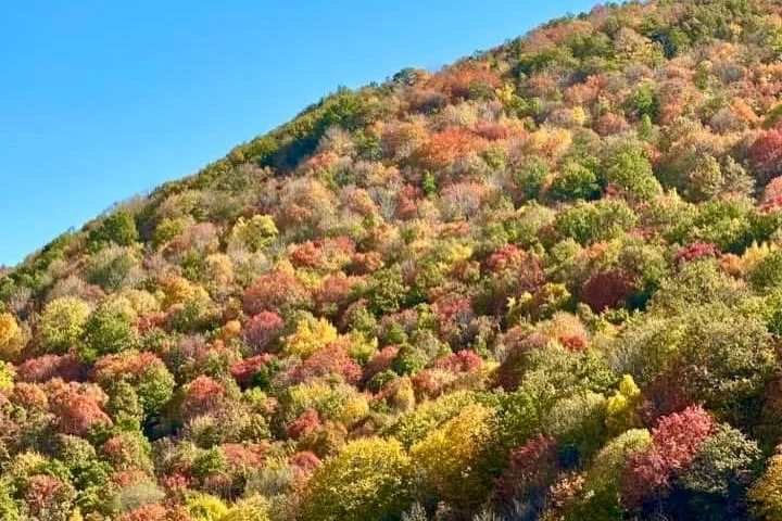 ՔԱՅԼԱՐՇԱՎ ԾԱՂԿԱՁՈՐԻՑ ՍՈԼԱԿ ՄԱՅՐԱՎԱՆՔ