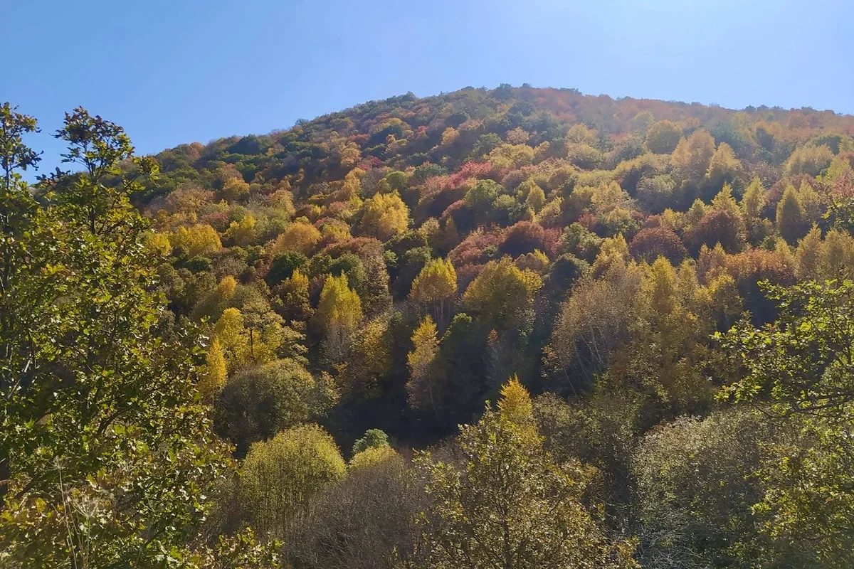 ՔԱՅԼԱՐՇԱՎ ԾԱՂԿԱՁՈՐԻՑ ՍՈԼԱԿ ՄԱՅՐԱՎԱՆՔ