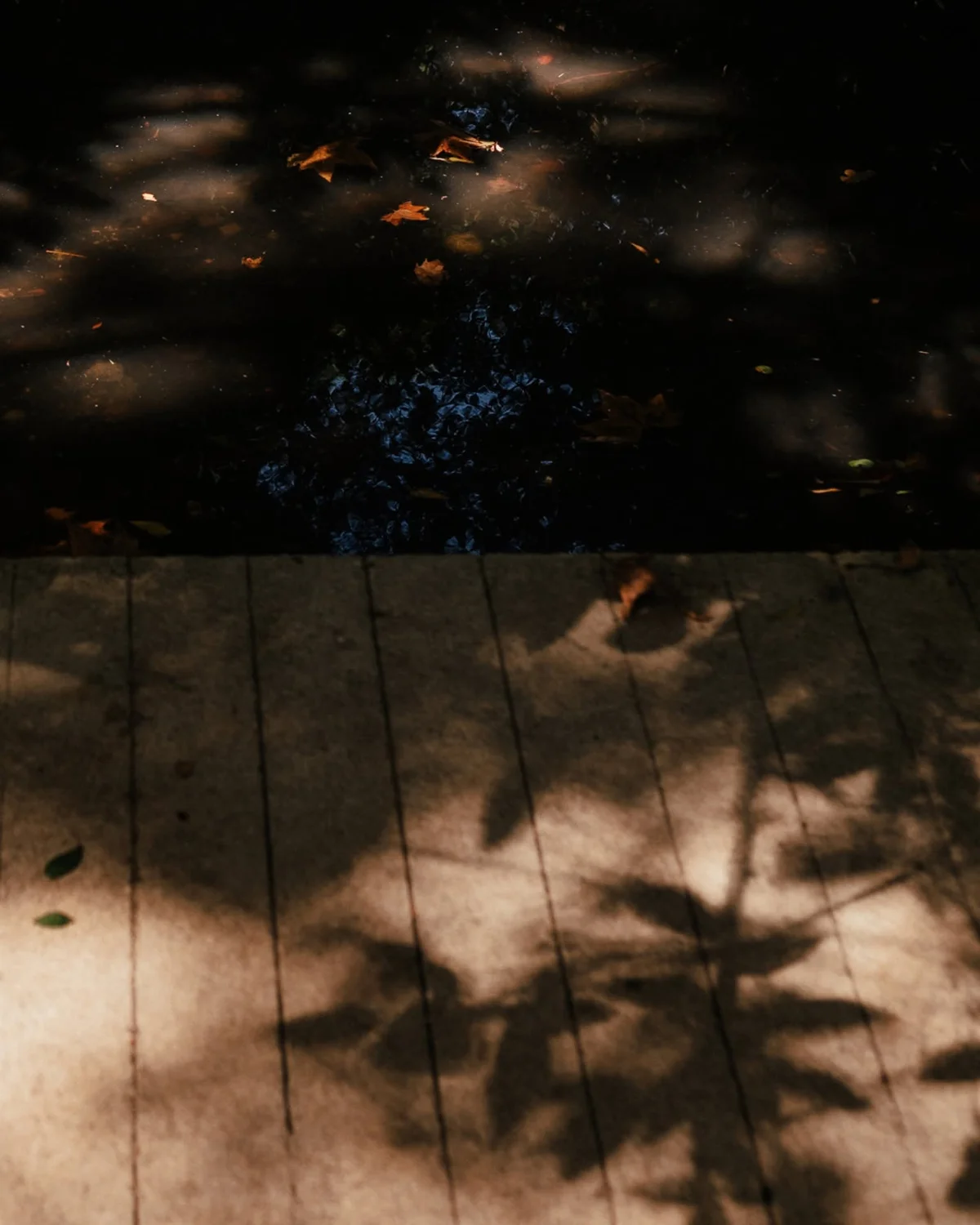 The Miraculous Land: Mariana Pinto Coelho Dias
