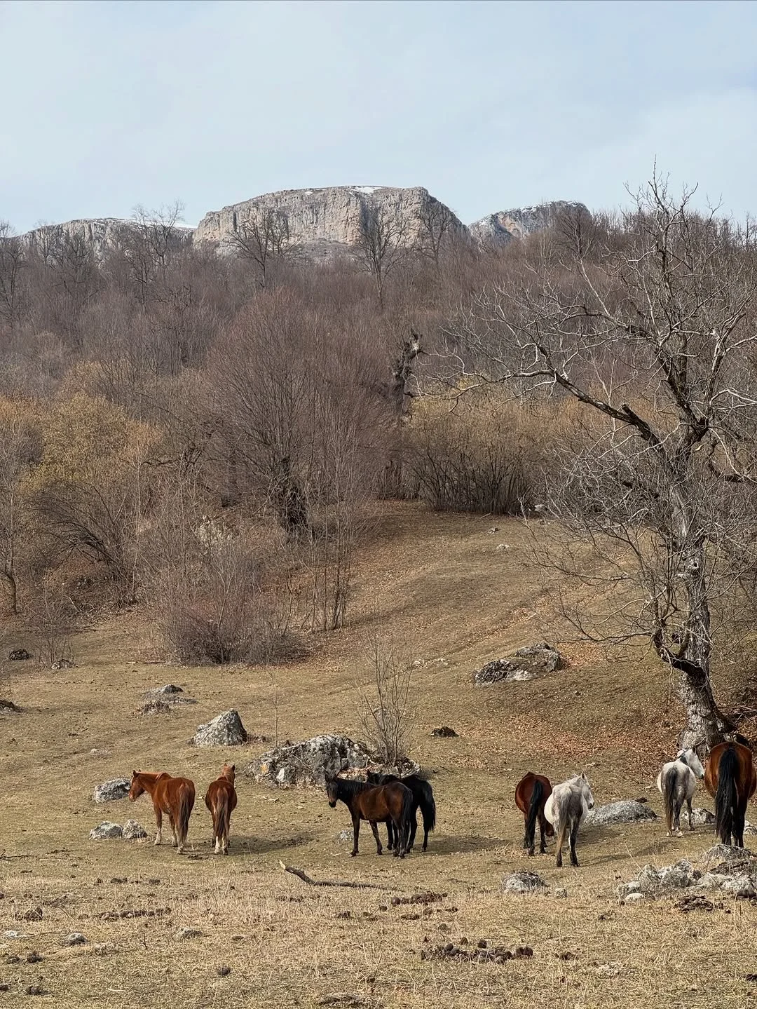 Արշավ Ապակեքար լեռ
