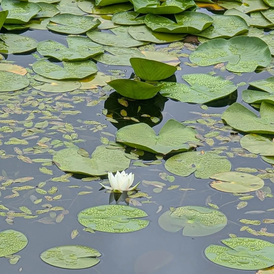 Kids Hike to Water Lilies Lake and St. Nshan Chapel