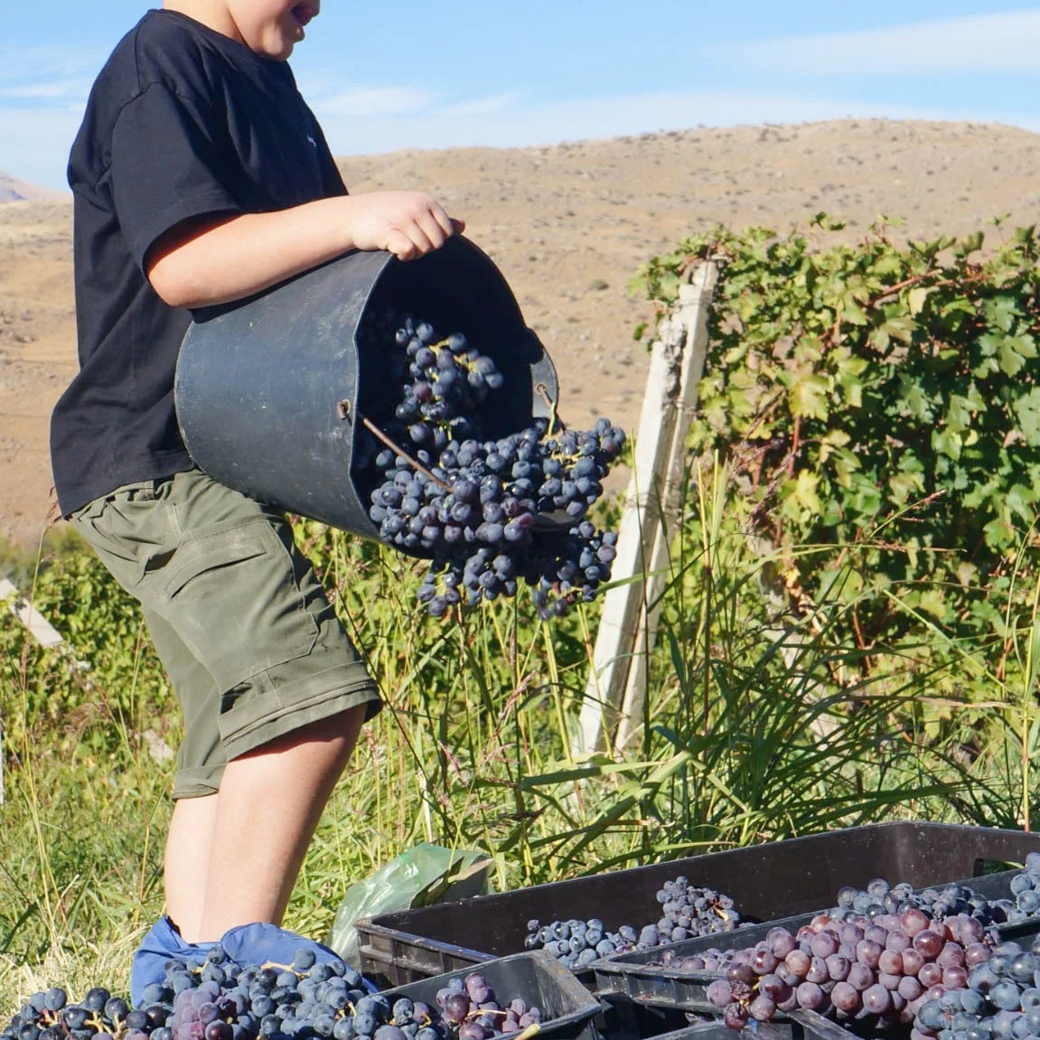 Kids Hike: Arpa Landscape & Grape Harvest