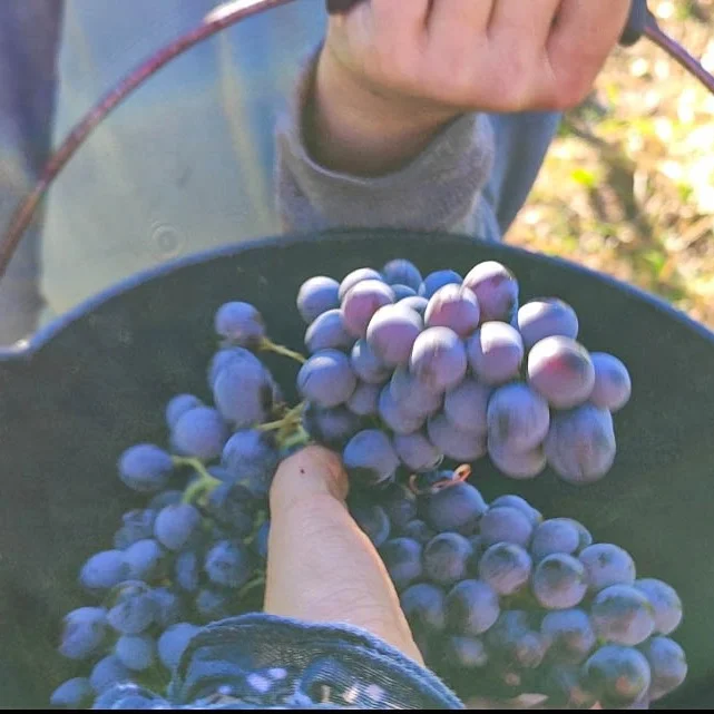 Kids Hike: Arpa Landscape & Grape Harvest