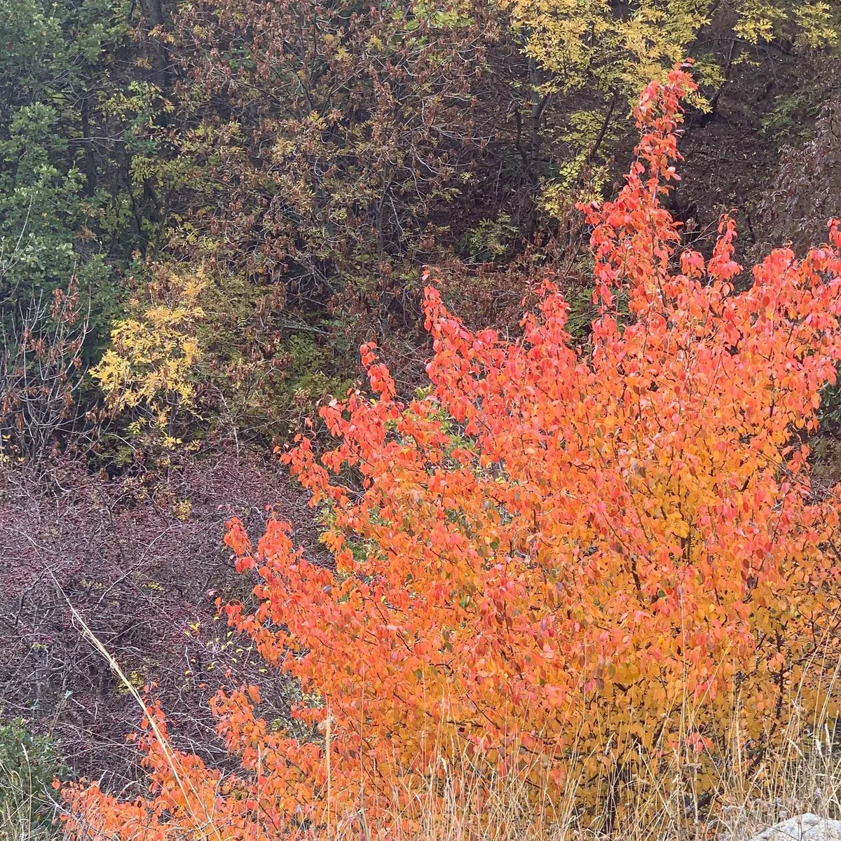 Kids Hike to Arzakan-Meghradzor Reserve