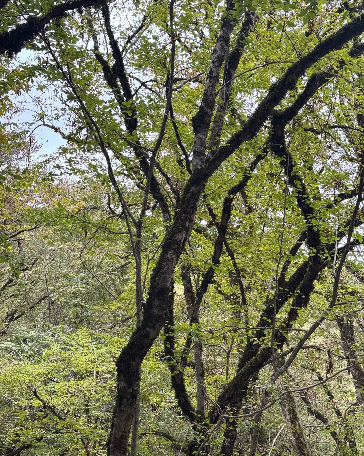 Hike to Deghdznut Monastery & Samson Bridge