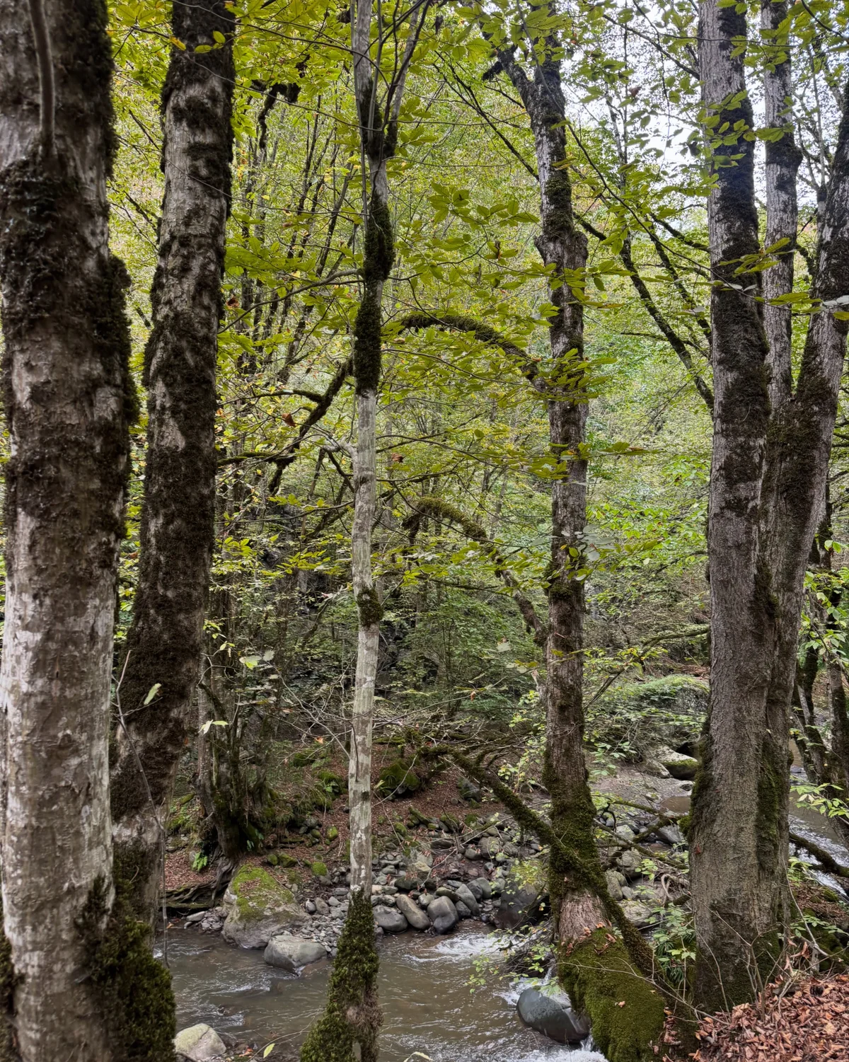 Hike to Deghdznut Monastery & Samson Bridge