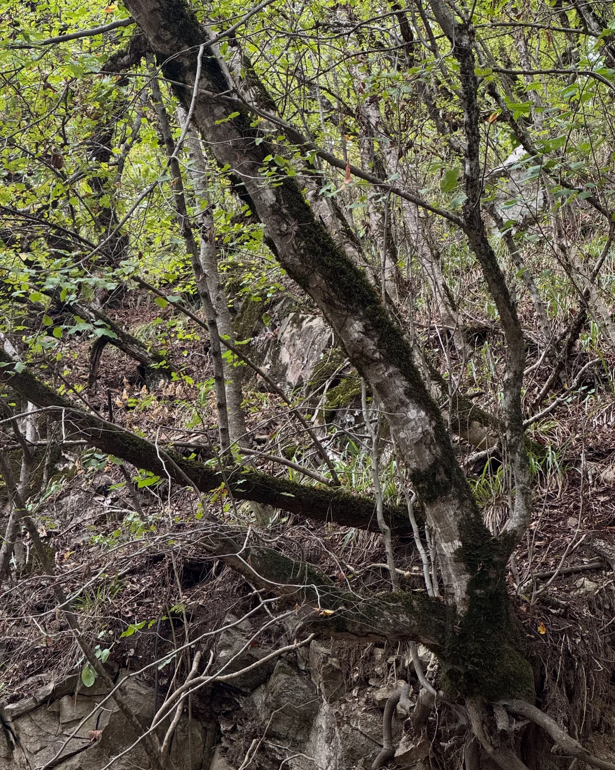 Hike to Deghdznut Monastery & Samson Bridge