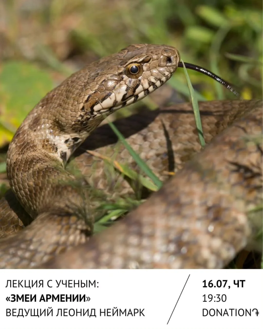 Snakes of Armenia: Lecture by Leonid Neymark