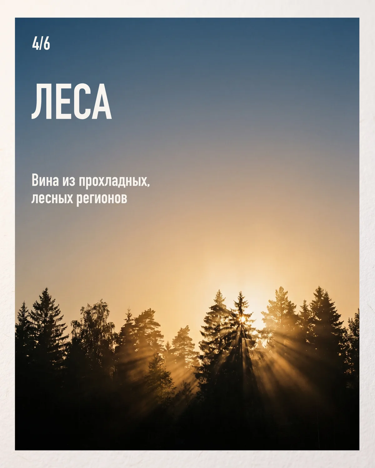 Wine Party: Sea, Mountains and Forests