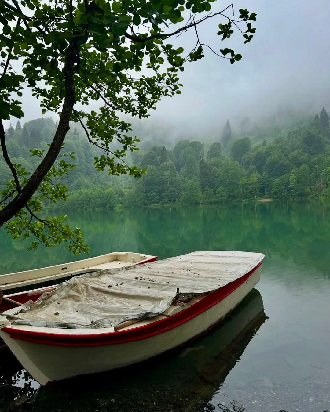 Амшен, Трабзон и Черное море