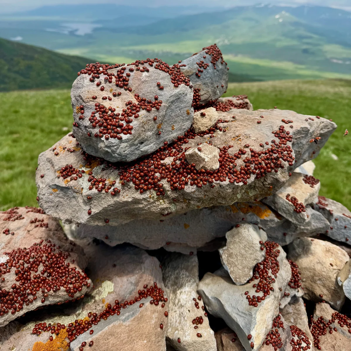 Վերելք դեպի Արայի լեռ